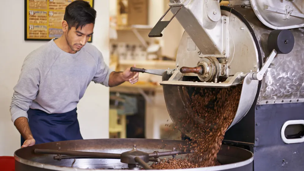 Artisan barista discharging freshly roasted coffee beans from a large industrial coffee roaster into a cooling tray